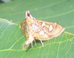 Nausinoe quadrinalis