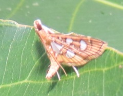 Nausinoe quadrinalis