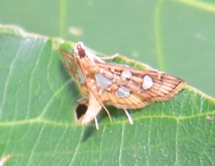 Nausinoe quadrinalis