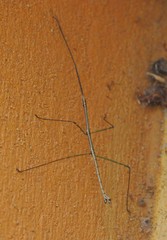 Pseudosermyle tridens