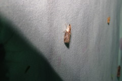 Acrobasis palliolella