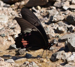 Heraclides anchisiades capys
