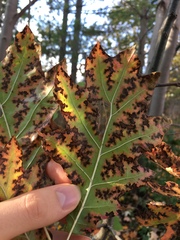 Xylella fastidiosa