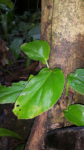Monstera acuminata (Monstera acuminata)