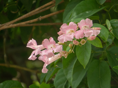 Tanaecium