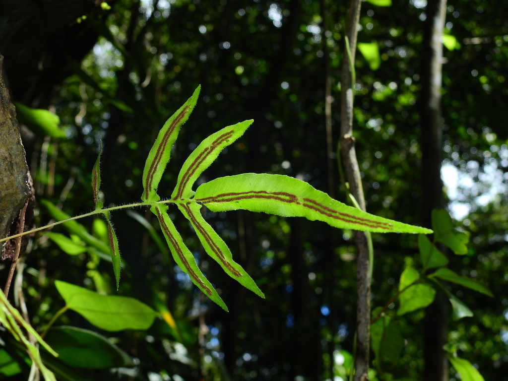 Blechnum gracile