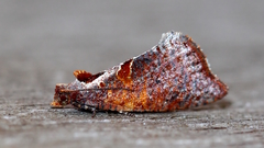 Glyphidoptera insignana