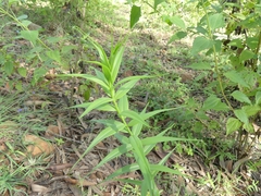 Gloriosa superba