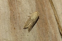 Holcocera chalcofrontella