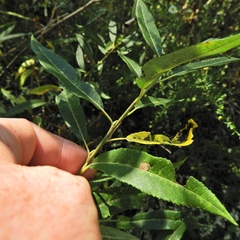 Salix sericea