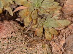 Eriogonum havardii