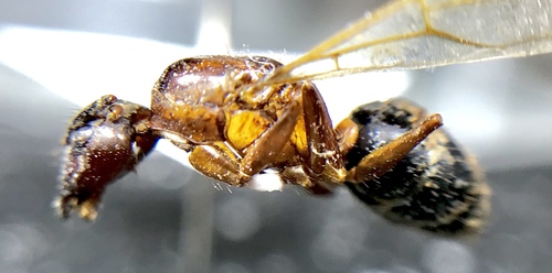 Florida carpenter ant