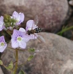 Toxomerus vertebratus