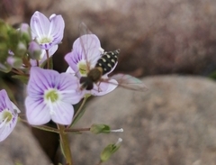 Toxomerus vertebratus