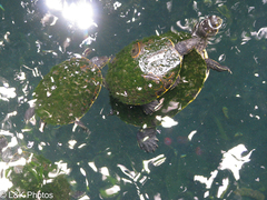 Trachemys venusta iversoni