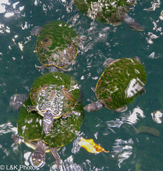 Trachemys venusta iversoni