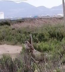 Zonotrichia capensis chilensis