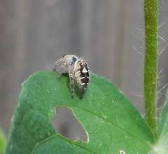 Phidippus carolinensis