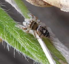 Phidippus carolinensis
