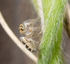 Phidippus carolinensis