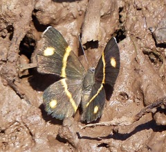 Parcella amarynthina