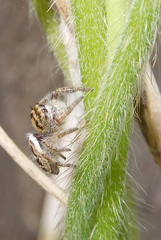 Phidippus carolinensis