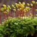 Velvet Feather-Moss - Photo (c) Christian Berg, some rights reserved (CC BY), uploaded by Christian Berg