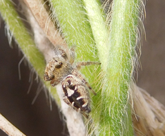 Phidippus carolinensis