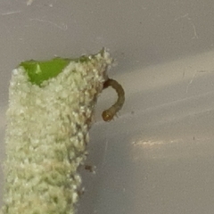 Brachurapteryx tesserata