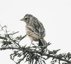 Mirafra erythroptera