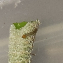 Brachurapteryx tesserata