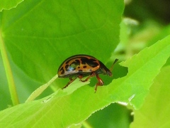 Calligrapha discrepans