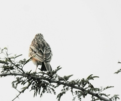 Mirafra erythroptera
