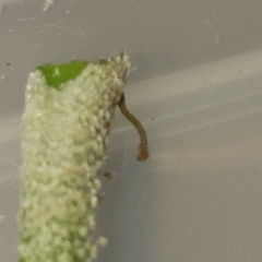 Brachurapteryx tesserata