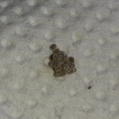 Brachurapteryx tesserata