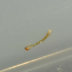 Brachurapteryx tesserata