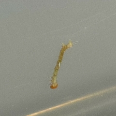 Brachurapteryx tesserata