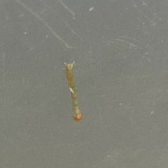 Brachurapteryx tesserata