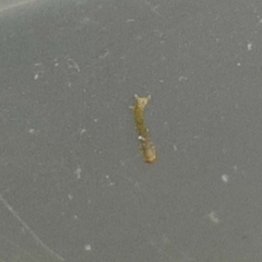 Brachurapteryx tesserata