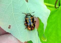 Calligrapha discrepans