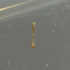 Brachurapteryx tesserata