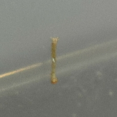 Brachurapteryx tesserata