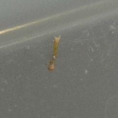 Brachurapteryx tesserata