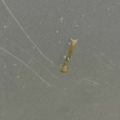 Brachurapteryx tesserata