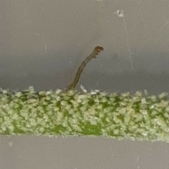 Brachurapteryx tesserata