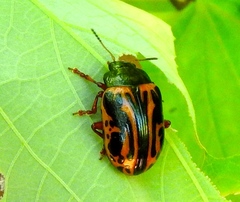 Calligrapha discrepans