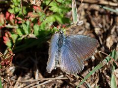 Zizina oxleyi