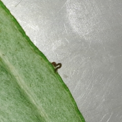 Brachurapteryx tesserata