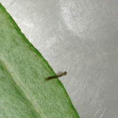 Brachurapteryx tesserata