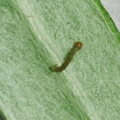 Brachurapteryx tesserata